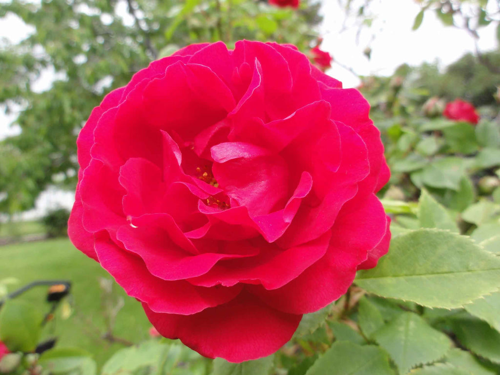 Sumerlin Red Rose I Wall Decal