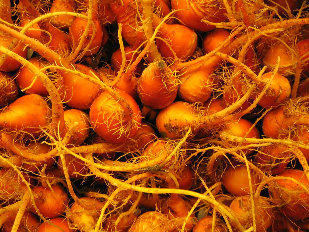 Kraft Carrots Glossy Poster