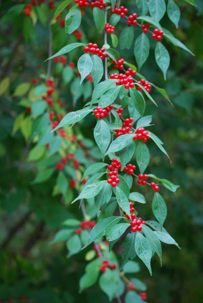 Clark Berries Wall Decal