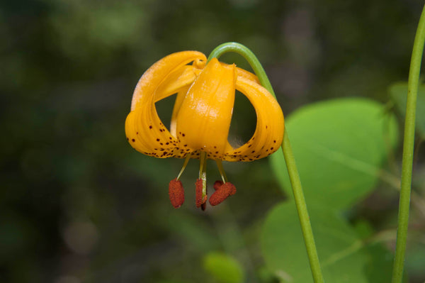 DeWitt Flower I Wall Decal