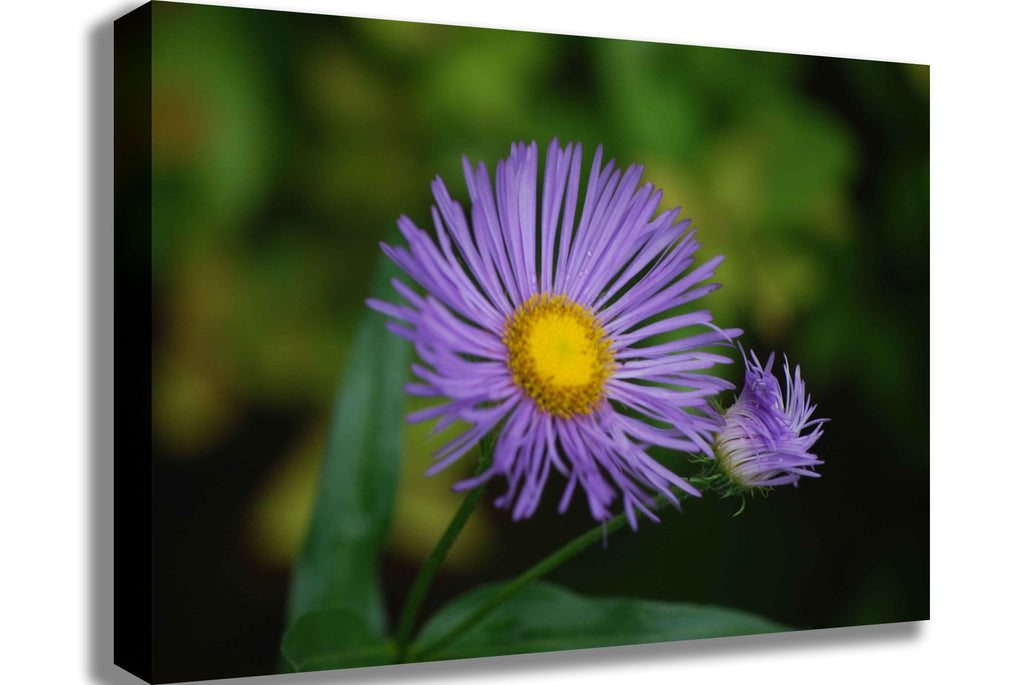 Clark Daisy Canvas Printed