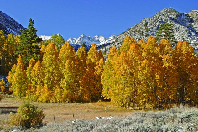 Hogan Mountain IV Wall Decal