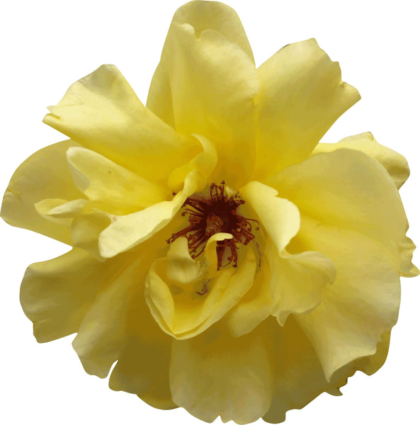 Sumerlin Yellow Rose Wall Decal Cutout