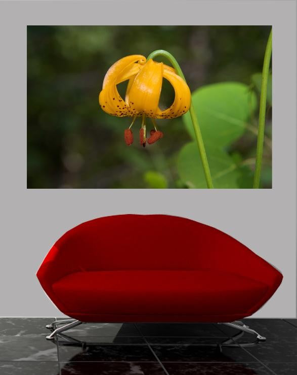 DeWitt Flower I Glossy Poster