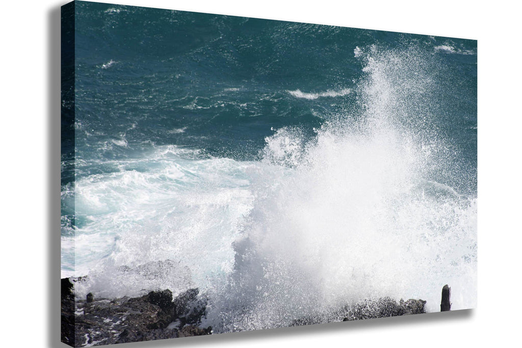 Howard Blowhole I Canvas Printed