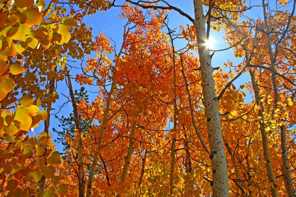 Hogan Forest II Glossy Poster