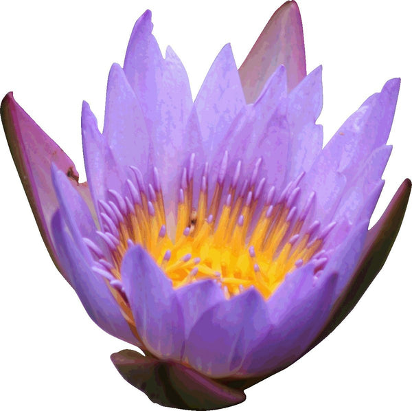 Howard Purple Flower Wall Decal Cutout