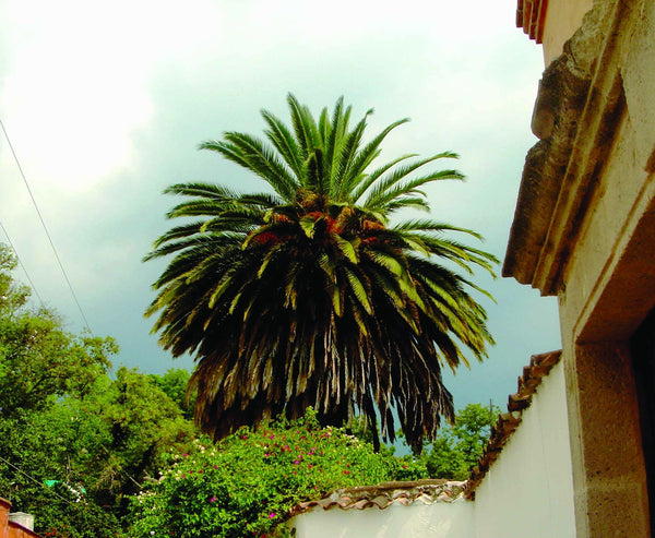 Warren Mexico XVIII Glossy Poster