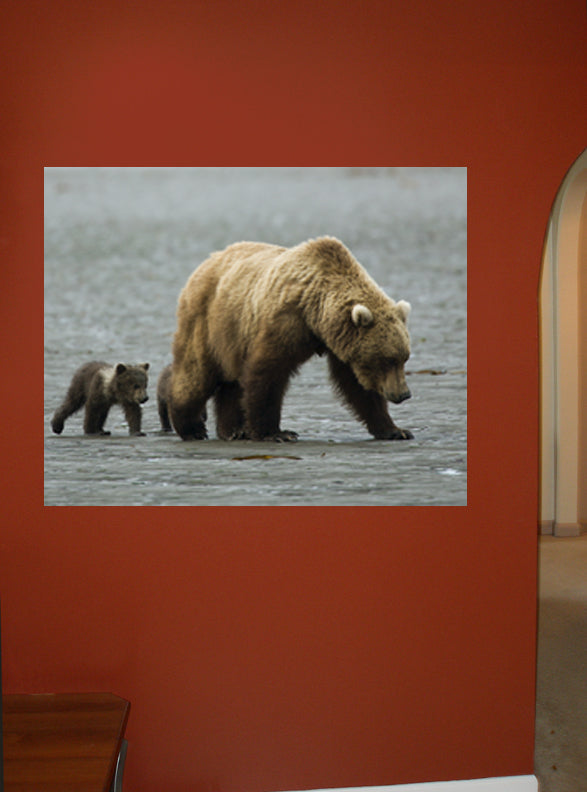 Mama & Baby Grizzly Glossy Poster Installed