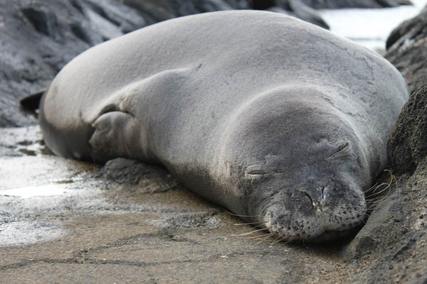 Howard Sleeping Seal Glossy Poster