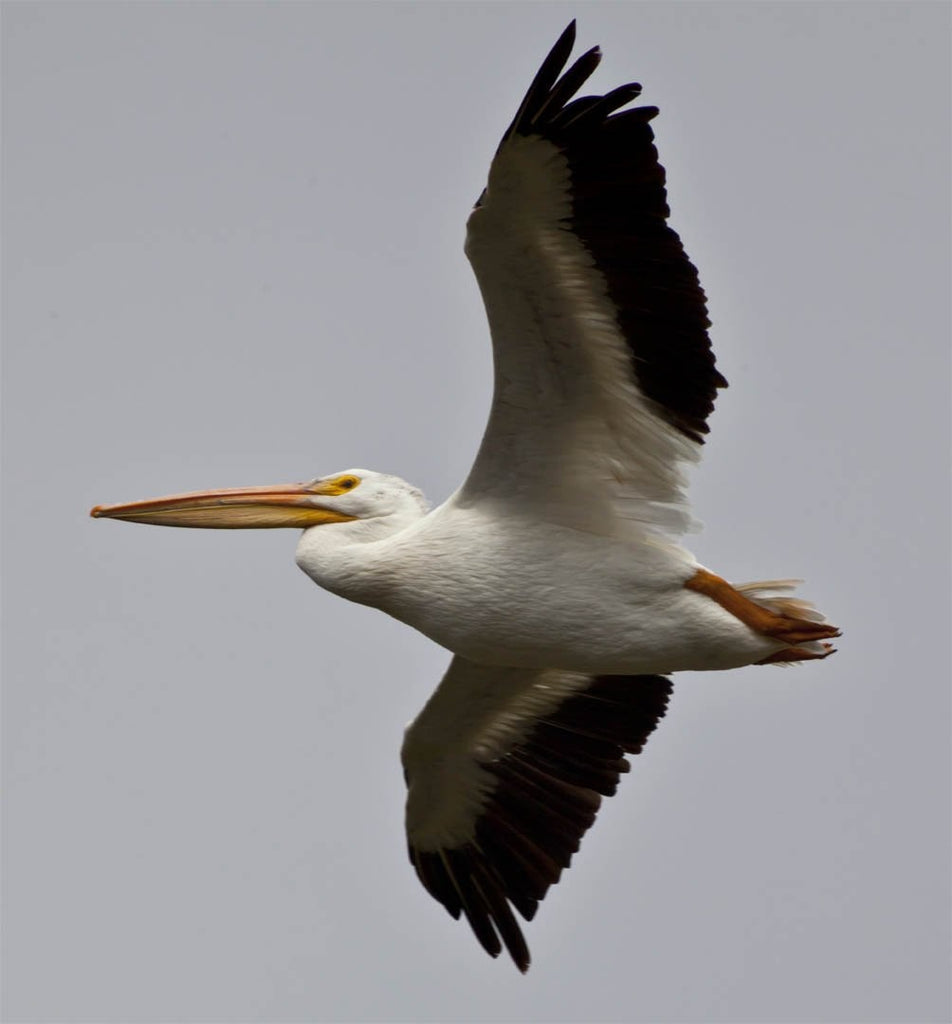 Schmeltzer Pelican Wall Decal