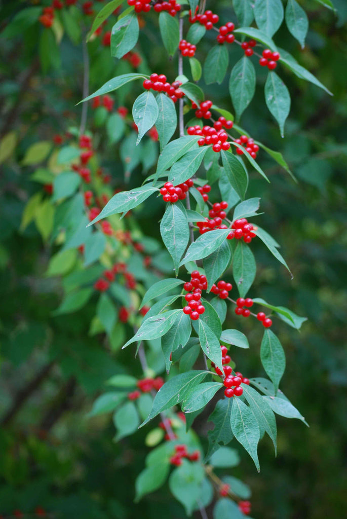 Clark Berries Glossy Poster