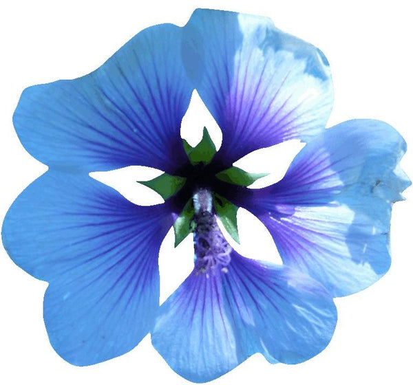 Hollis Blue Mallow w/Green Wall Decal Cutout