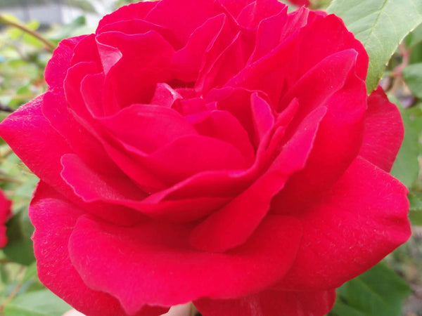 Sumerlin Red Crimson Rose Glossy Poster