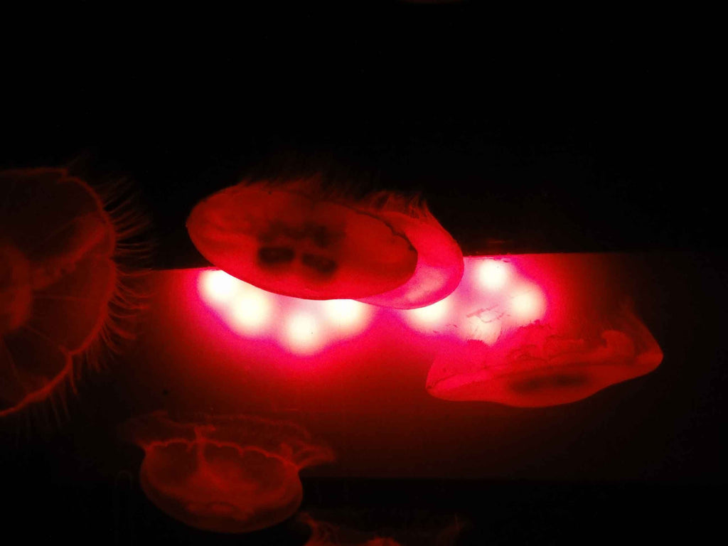 Sumerlin Jellyfish Wall Decal