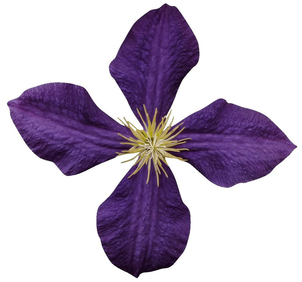 Hollis Purple Clematis Wall Decal Cutout
