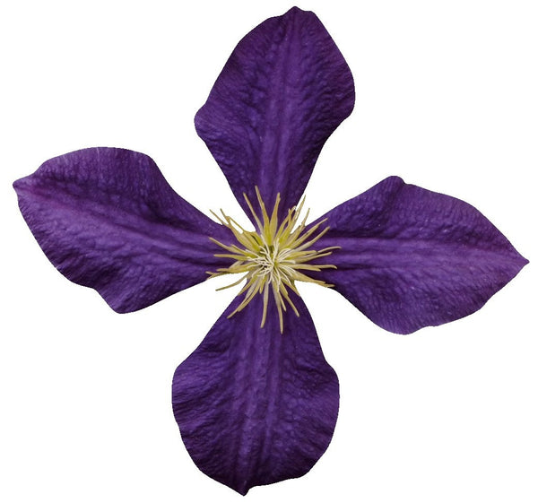 Hollis Purple Clematis Wall Decal Cutout