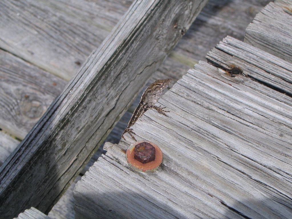 Kraft "Little Lizard" Glossy Poster