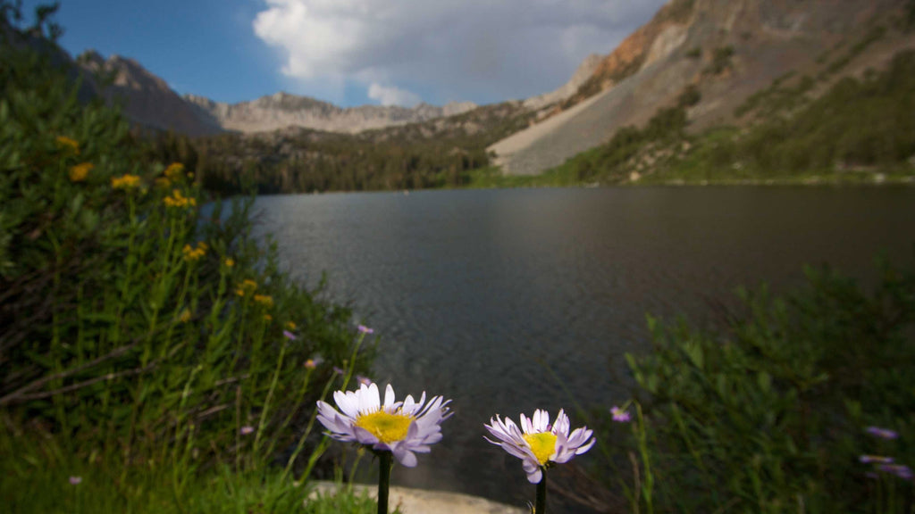 DeWitt Flower II Wall Decal