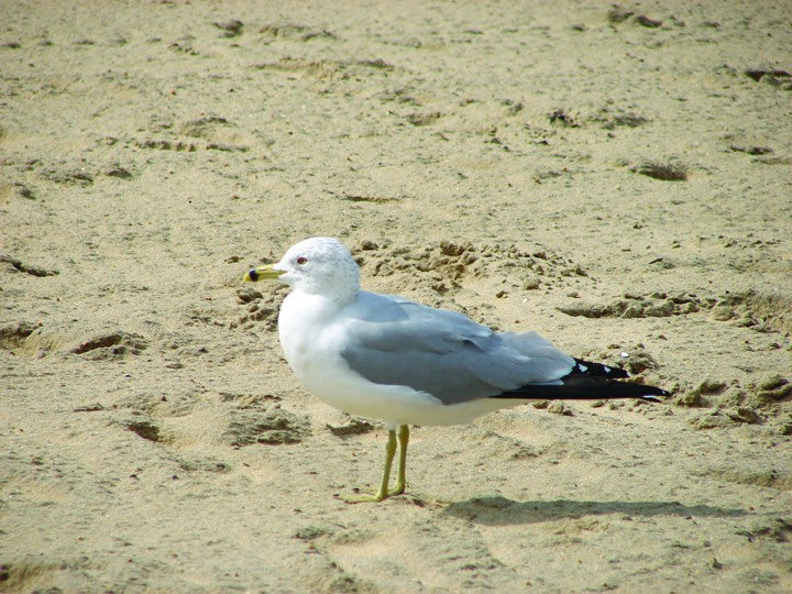 Viar Seagull Glossy Poster