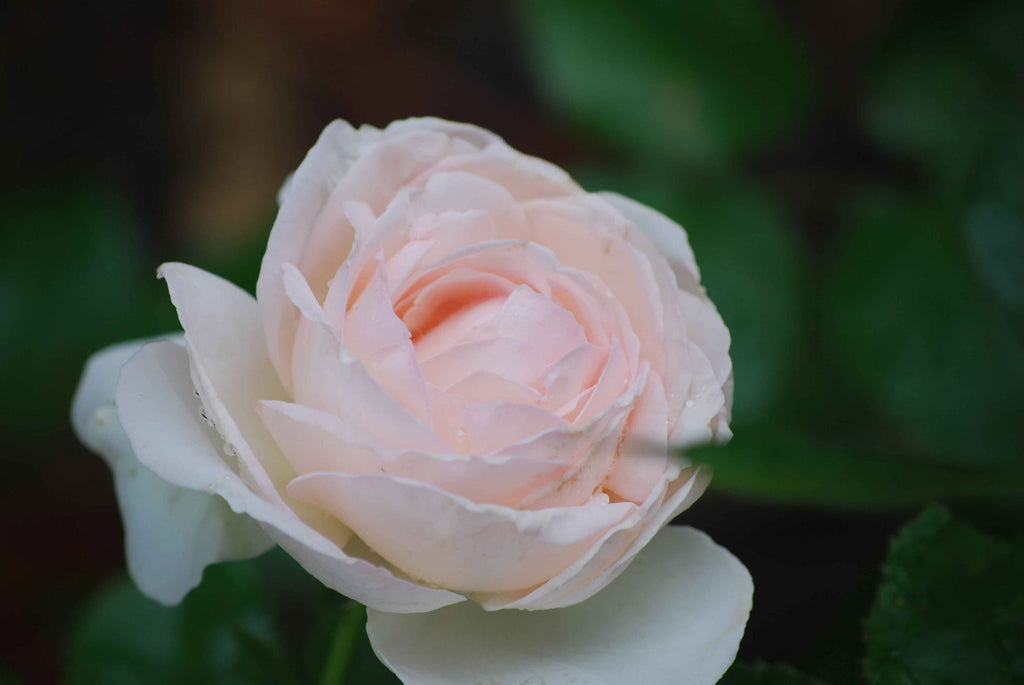 Clark Rose Wall Decal