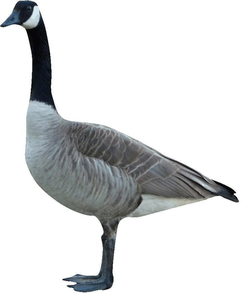 Hollis Canadian Goose Wall Decal Cutout