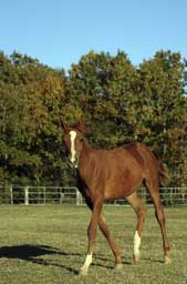 Horse Portrait Wall Decal Poster