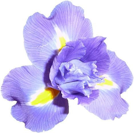 Hollis Purple Iris Wall Decal Cutout