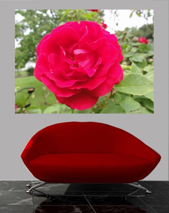 Sumerlin Red Rose I Glossy Poster