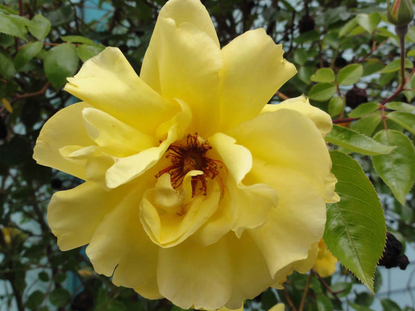 Sumerlin Yellow Rose I Wall Decal