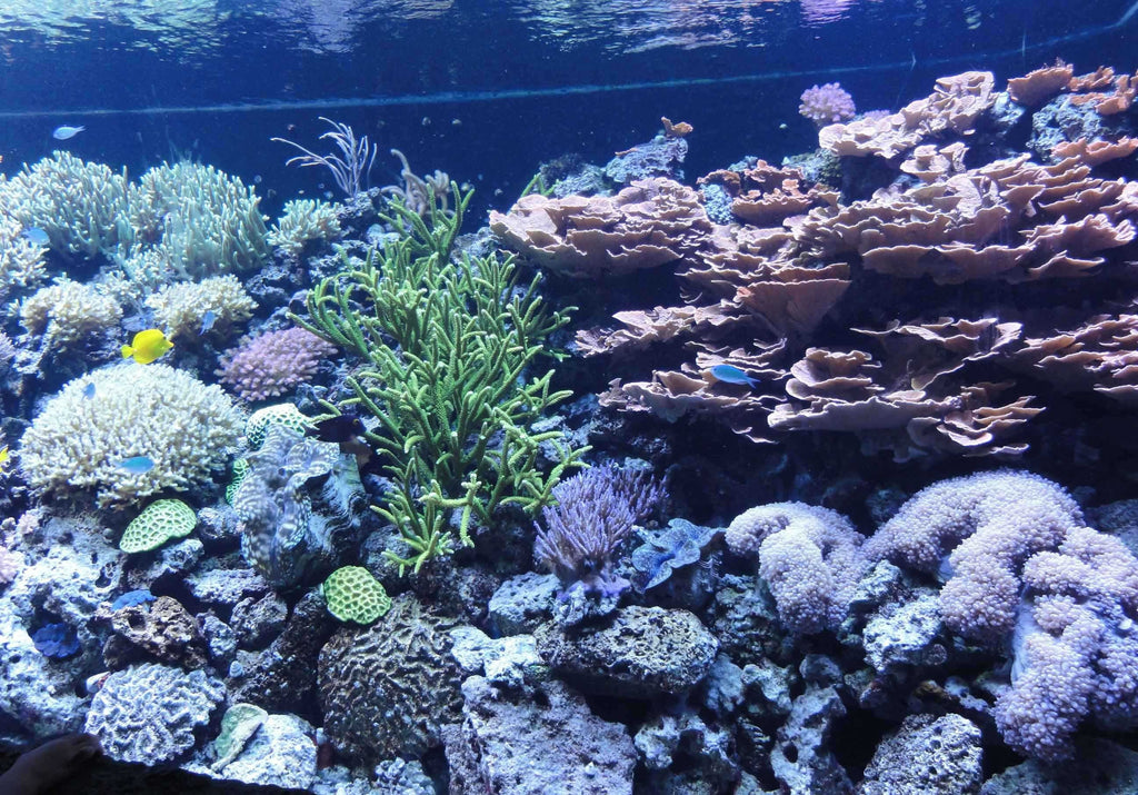 Sumerlin Sea Coral II Wall Decal