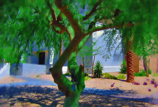 Tymeless Wonders Arizona Tree Glossy Poster