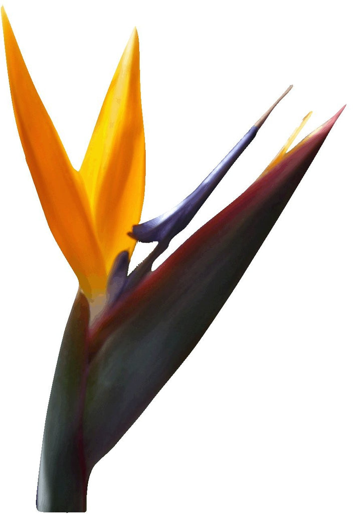 Hollis Yellow Bird of Paradise Wall Decal Cutout