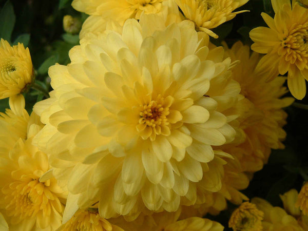 Clark Chrysanthemum Wall Decal