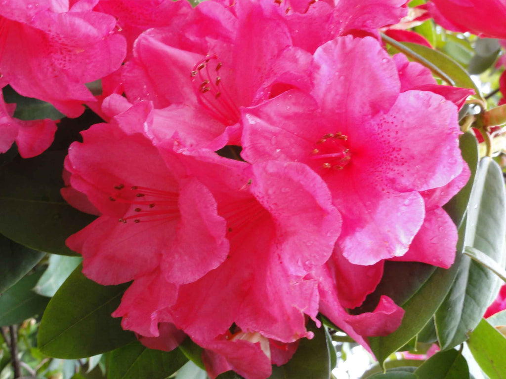 Sumerlin "Passion" Wall Decal