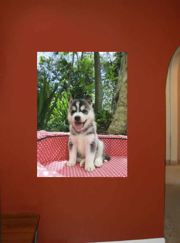 Husky Wall Decal Poster Installed