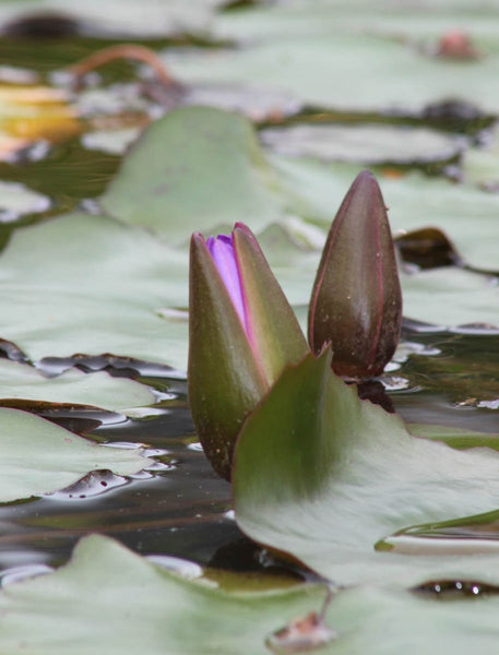 Howard "Awaken" Glossy Poster
