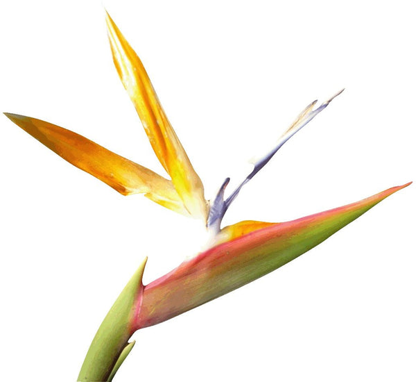 Hollis "Bird of Paradise" Wall Decal Cutout