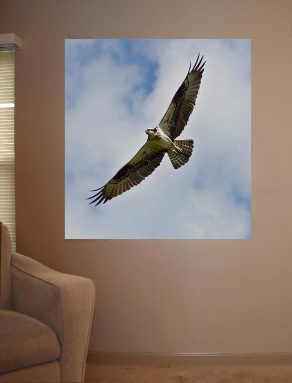 Schmeltzer Hawk Glossy Poster