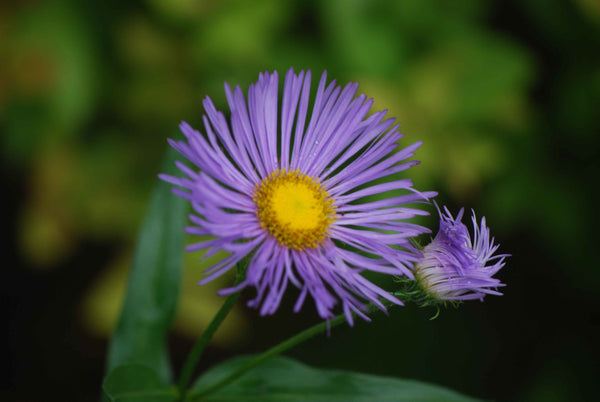 Clark Daisy Glossy Poster