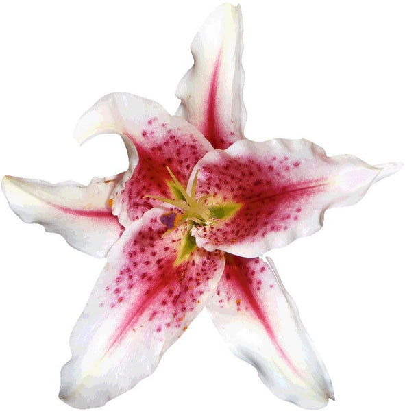 Hollis White Stargazer Lily Wall Decal Cutout