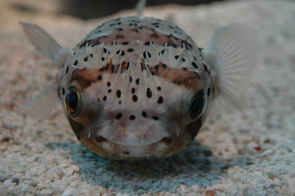 Guernsey Puffer I Glossy Poster