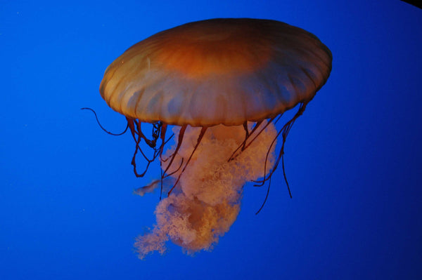 Guernsey Jellyfish II Glossy Poster