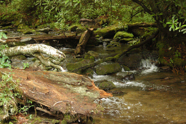 Guernsey Stream Glossy Poster
