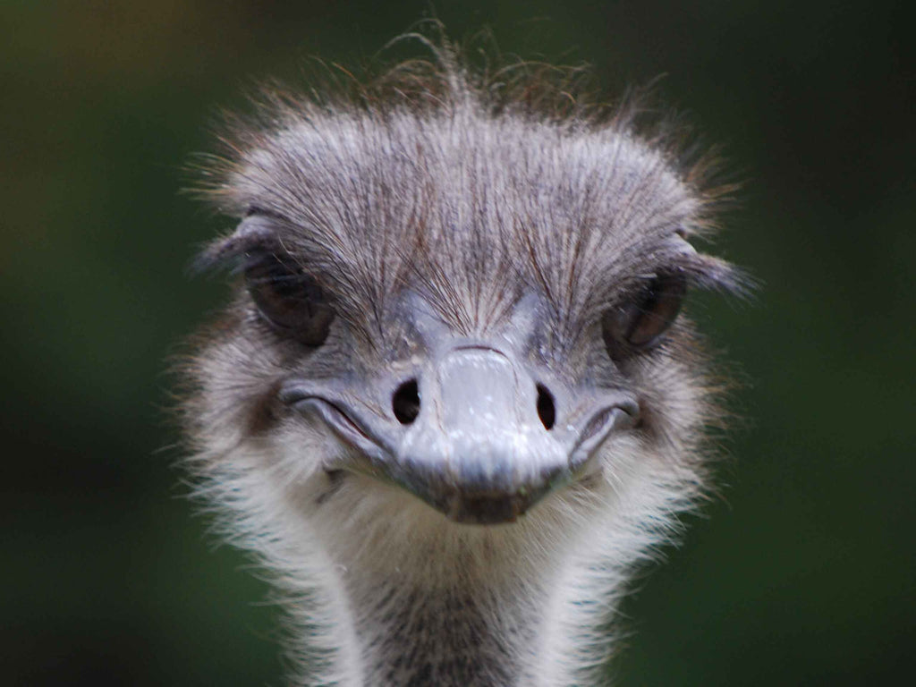 Clark Ostrich Glossy Poster