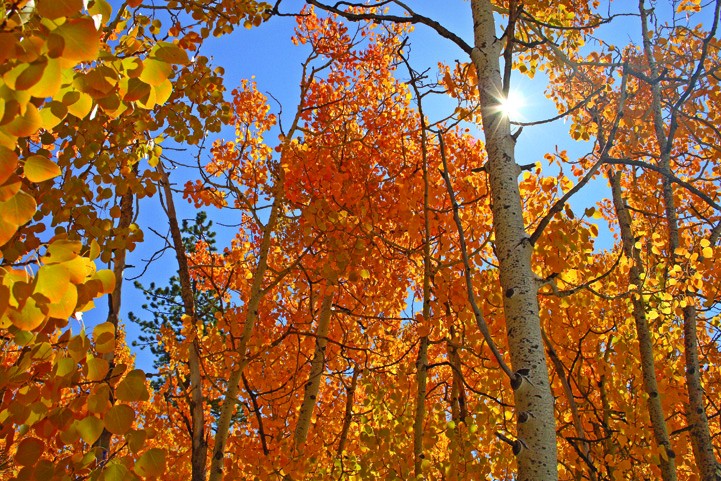 Hogan Forest II Wall Decal