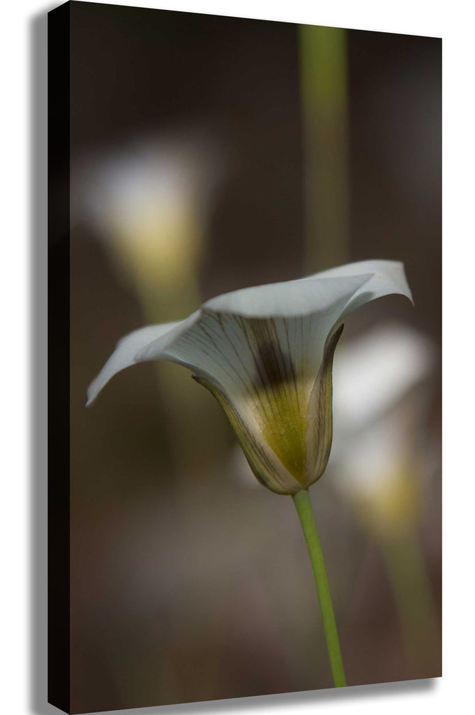 DeWitt Flower III Canvas Printed