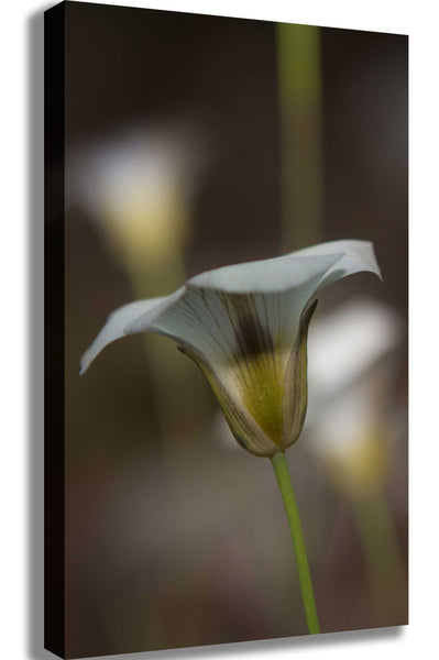 DeWitt Flower III Canvas Printed