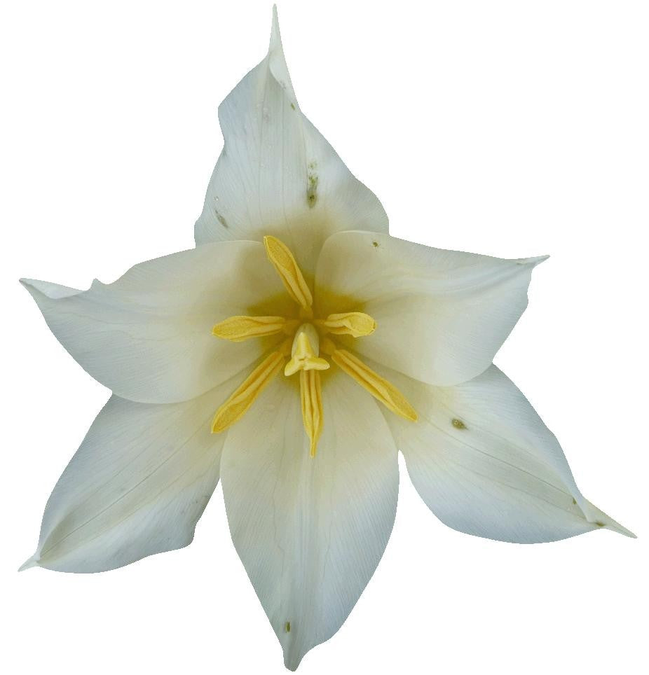 Hollis White Tulip Wall Decal Cutout