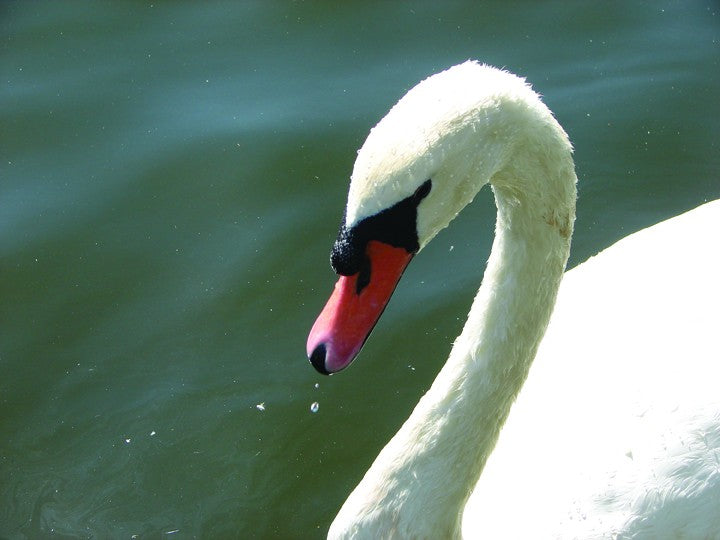 Viar Swan Wall Decal